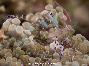 Anemone Shrimp in Space by Henley Spiers 